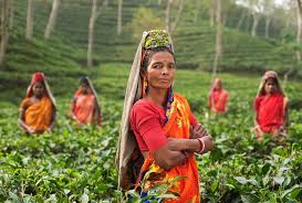 what is the indian legend about the discovery of tea